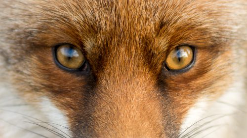 Voir Canthopexie : qu’est le Fox Eye ? Chirurgie ou injections ?